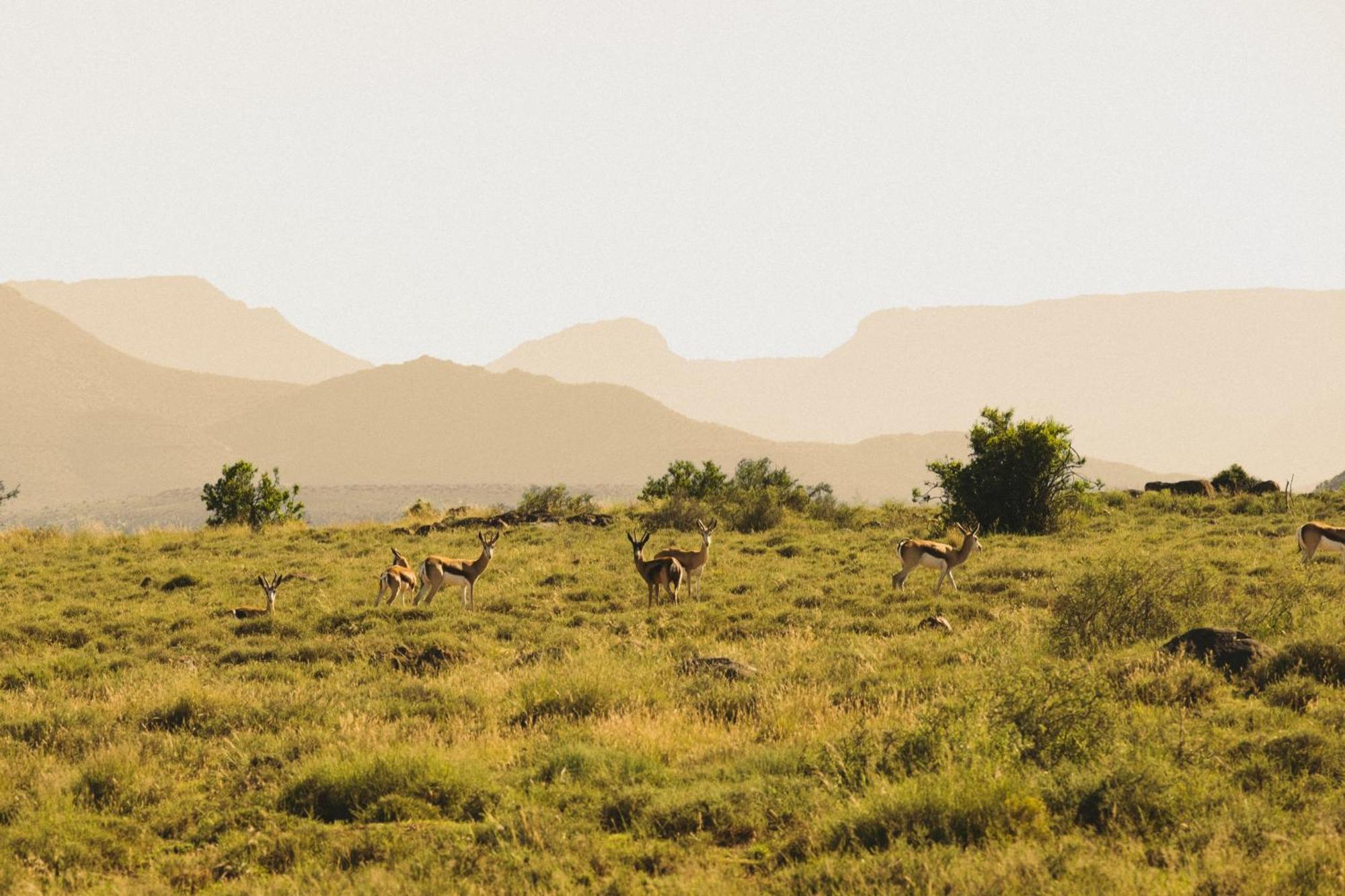 Buccara Wildlife Reserve Graaff-Reinet Eksteriør billede